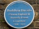 Buddleia Davidii (id=4771)